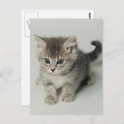 猫 ポストカード (正面/裏面)