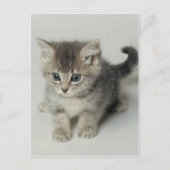 猫 ポストカード (正面)
