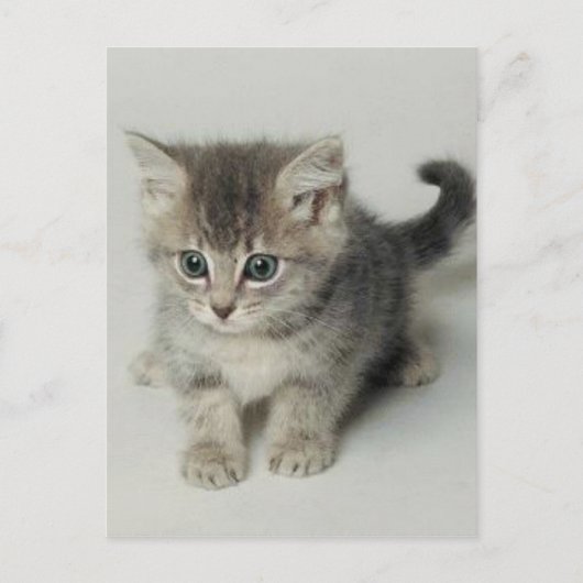 猫 ポストカード (正面)