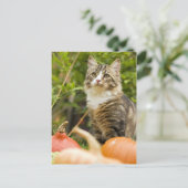 猫 ポストカード (スタンド正面)