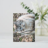 猫 ポストカード (スタンド正面)