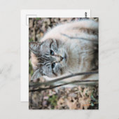 猫 ポストカード (正面/裏面)