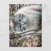 猫 ポストカード (正面)