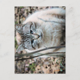猫 ポストカード