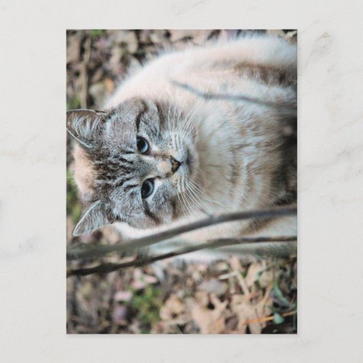 猫 ポストカード (正面)