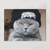 猫 ポストカード (正面)