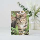 猫 ポストカード (スタンド正面)