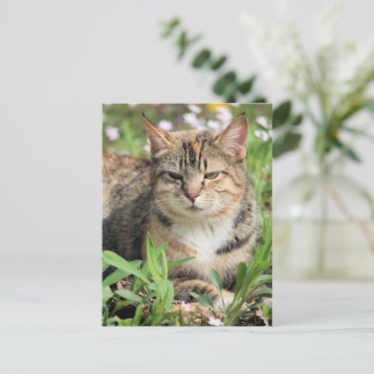 猫 ポストカード (スタンド正面)