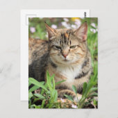 猫 ポストカード (正面/裏面)