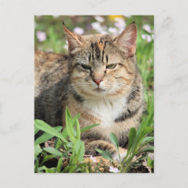 猫 ポストカード