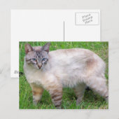 猫 ポストカード (正面/裏面)