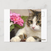 猫 ポストカード (裏面)