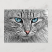 猫 ポストカード (正面)