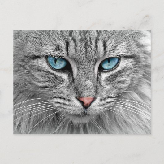 猫 ポストカード (正面)