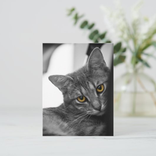 猫 ポストカード (スタンド正面)