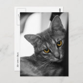 猫 ポストカード (正面/裏面)