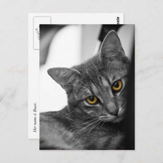 猫 ポストカード (正面/裏面)