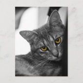 猫 ポストカード (正面)