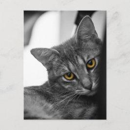 猫 ポストカード