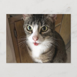 猫 ポストカード