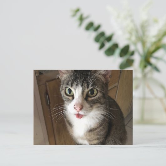 猫 ポストカード (スタンド正面)