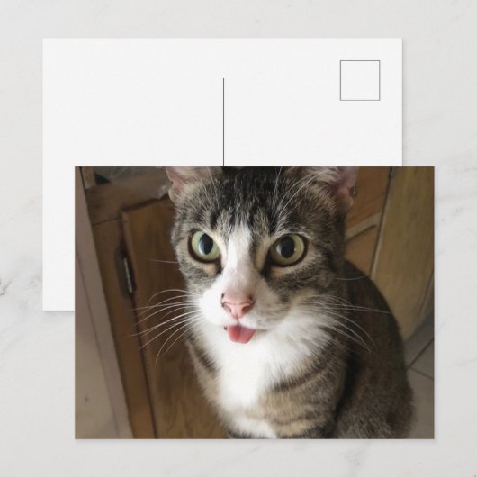 猫 ポストカード (正面/裏面)