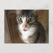 猫 ポストカード (正面)