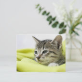 猫 ポストカード (スタンド正面)