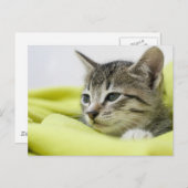 猫 ポストカード (正面/裏面)