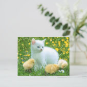 猫 ポストカード (スタンド正面)