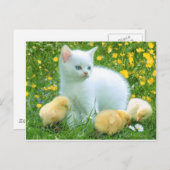 猫 ポストカード (正面/裏面)