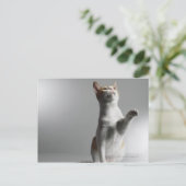 猫 ポストカード (スタンド正面)
