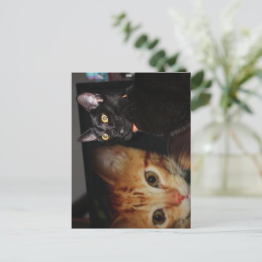 猫 ポストカード (スタンド正面)