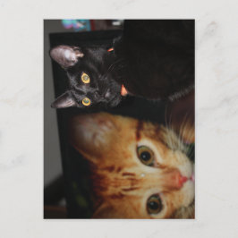 猫 ポストカード