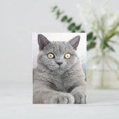 猫 ポストカード (スタンド正面)