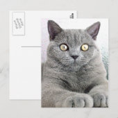 猫 ポストカード (正面/裏面)