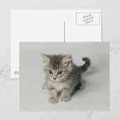 猫 ポストカード (正面/裏面)