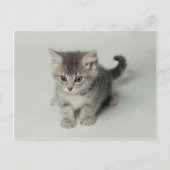 猫 ポストカード (正面)