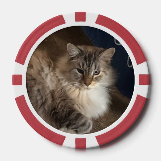 猫 ポーカーチップ (正面)