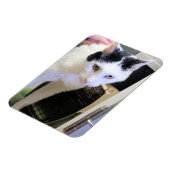 猫 マグネット (左側)