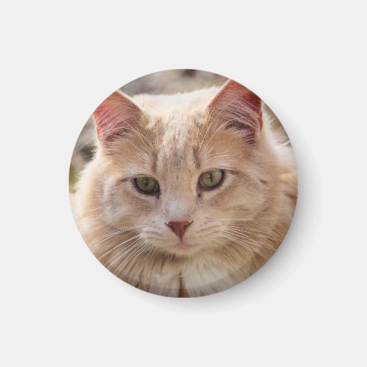 猫 マグネット (正面)