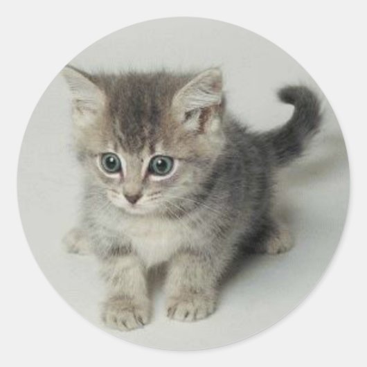 猫 ラウンドシール (正面)