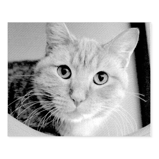 猫 ラバースタンプ (インプリント)