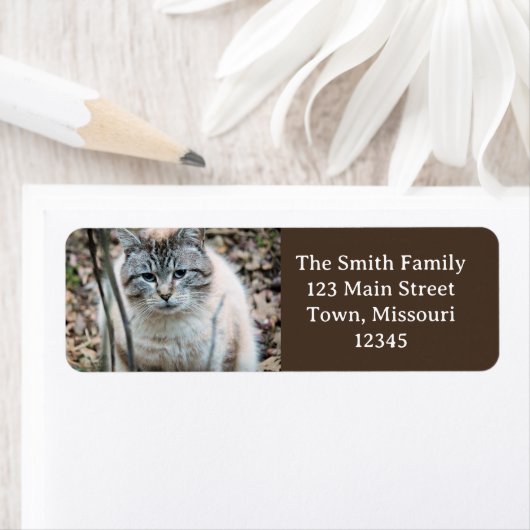 猫 ラベル (インサイチュ)