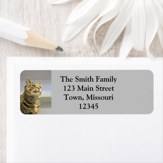 猫 ラベル (インサイチュ)