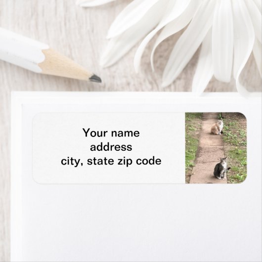 猫 ラベル (インサイチュ)