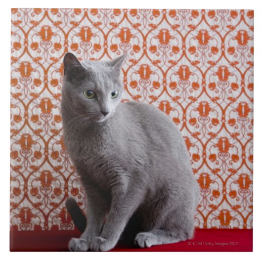 猫(ロシアのな青)および壁紙の背景 タイル (正面)