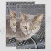 猫 便箋 (正面/裏面)