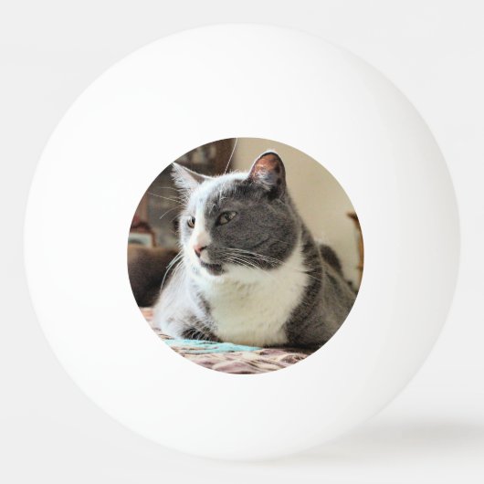 猫 卓球ボール (裏面)