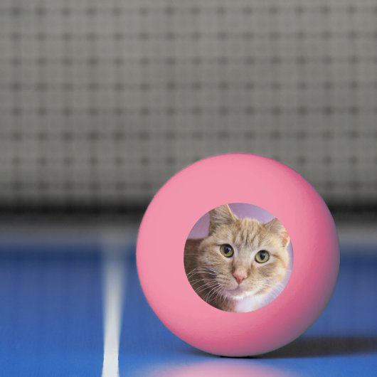 猫 卓球ボール (ネット)